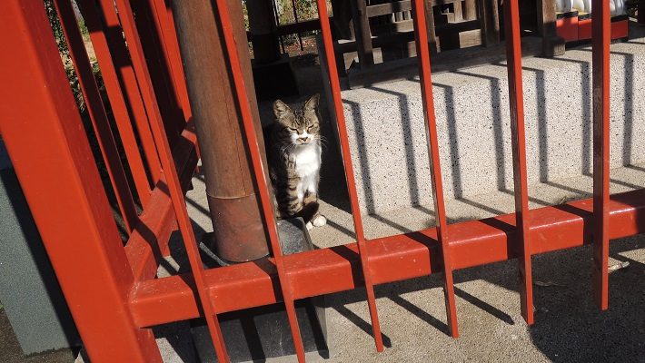 神社の猫